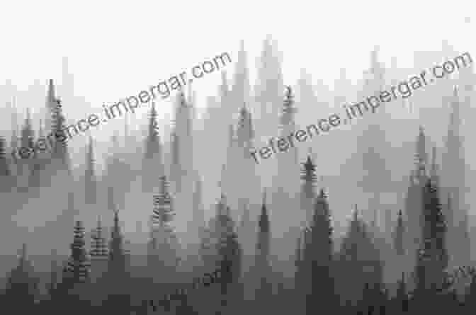 A Black And White Landscape Photograph Of A Misty Forest, Showcasing The Interplay Of Light And Shadow IPhone Photography For Everybody: Black White Landscape Techniques (iPhone Photography For Everybody Series)