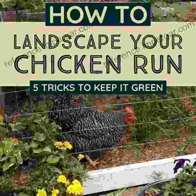 A Chicken Coop Surrounded By Lush Green Grass Pasture Basics: How To Keep The Grass Green And Your Chickens Happy (Permaculture Chicken 2)