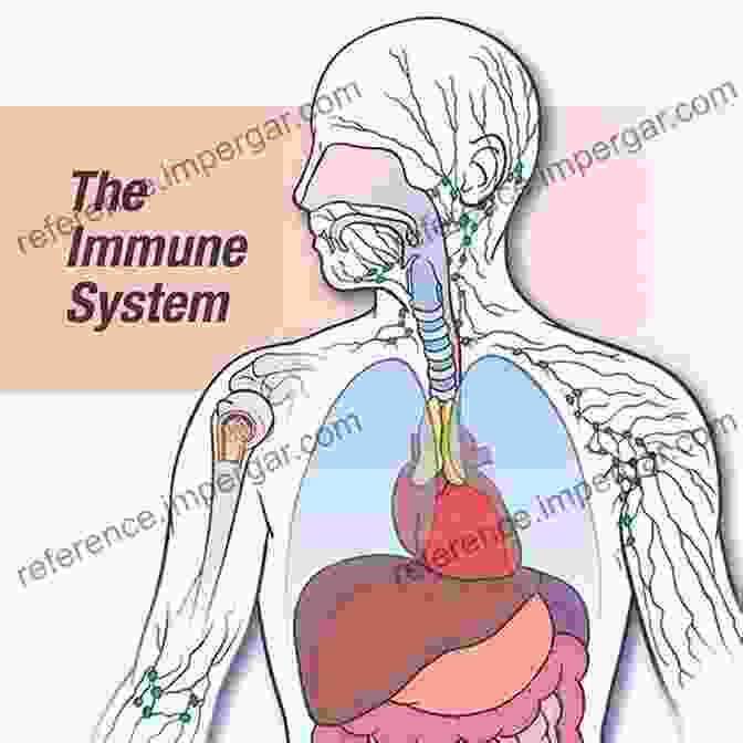 A Detailed Illustration Of The Human Immune System, Highlighting Its Various Cells And Components. Immunology And Evolution Of Infectious Disease