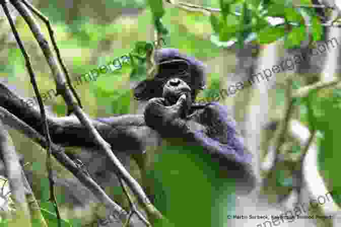 A Group Of Bonobos In The Congo Rainforest, With A Conservationist Observing Them In The Background Empty Hands Open Arms: The Race To Save Bonobos In The Congo And Make Conservation Go Viral