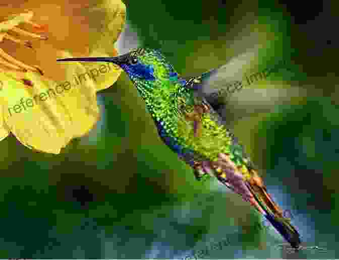 A Hummingbird Hovering Over A Flower Adventures Among Birds (Collins Nature Library)