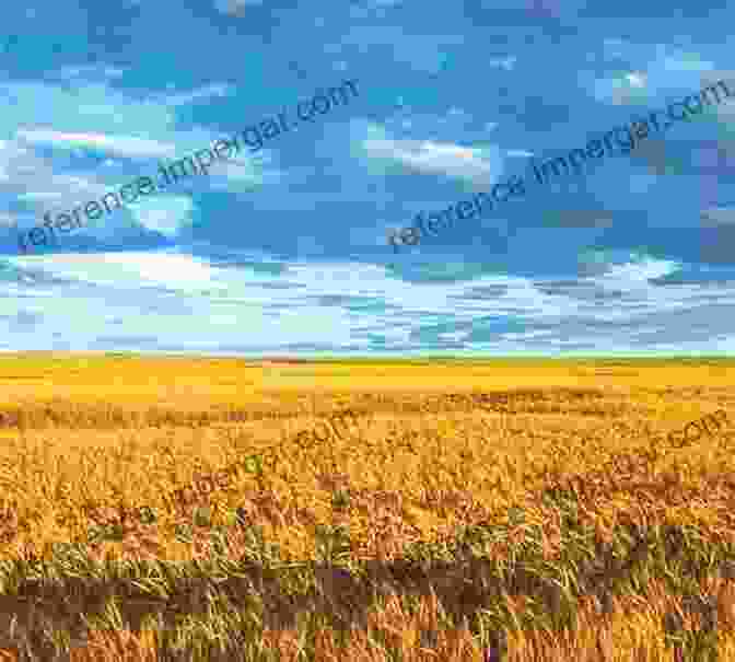 A Lush Wheat Field Under A Clear Blue Sky Achieving Sustainable Cultivation Of Wheat Volume 1: Breeding Quality Traits Pests And Diseases (Burleigh Dodds In Agricultural Science 5)