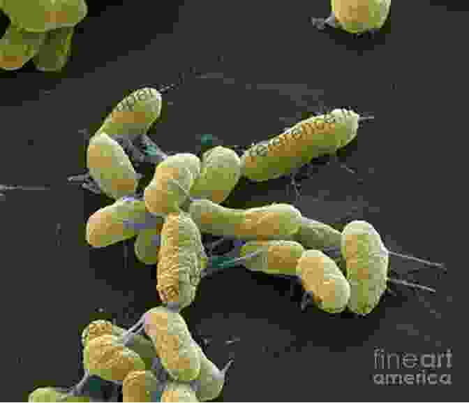 A Microscopic Image Of The Yersinia Pestis Bacteria Plague: A Very Short (Very Short s)