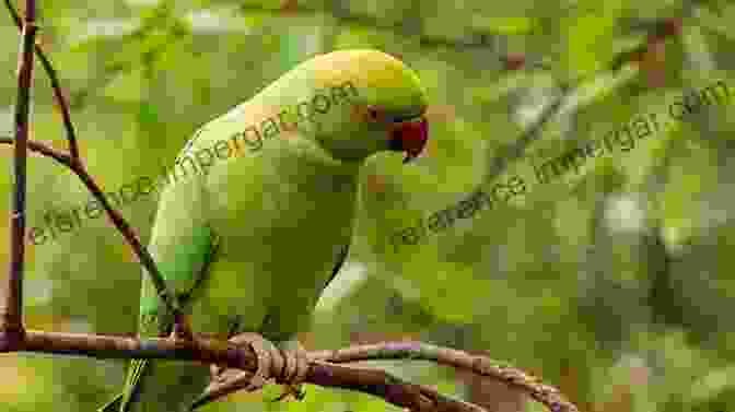 A Parrot Perched On A Branch Thinking Like A Parrot: Perspectives From The Wild