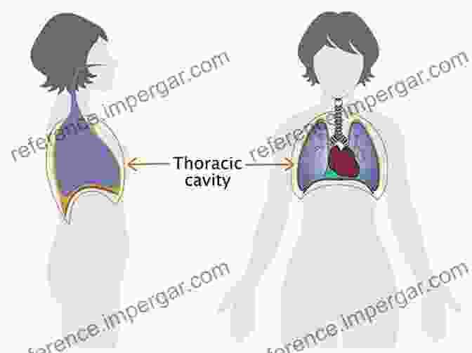 Abdominal Approach To The Thoracic Cavity Thoracic Surgery: Cervical Thoracic And Abdominal Approaches