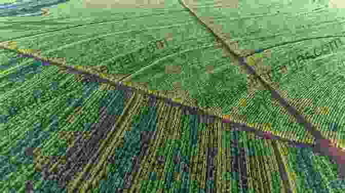 Aerial View Of A Sugarcane Plantation Waste Management In The Palm Oil Industry: Plantation And Milling Processes (Green Energy And Technology)