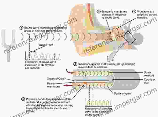 An Image Of A Human Ear And Sound Waves Auditory Perception: An Analysis And Synthesis