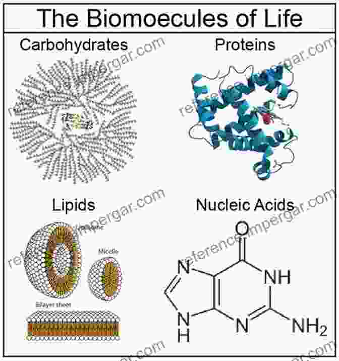 Biomolecules The Building Blocks Of Life Functional Bionanomaterials: From Biomolecules To Nanoparticles (Nanotechnology In The Life Sciences)