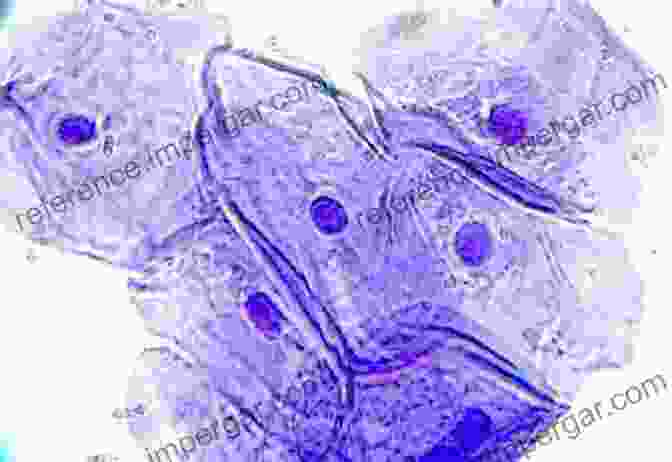 Brightfield Microscopy Image Of A Human Cheek Cell Contrast Techniques In Light Microscopy (Microscopy Handbooks 34)