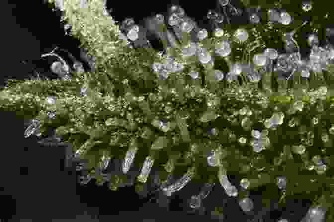 Cannabis Plant With Trichomes Cannabis In Medicine: An Evidence Based Approach