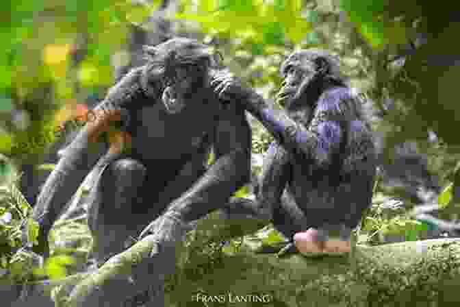 Conservationist J. Michael Fay Interacting With A Bonobo In The Congo Empty Hands Open Arms: The Race To Save Bonobos In The Congo And Make Conservation Go Viral