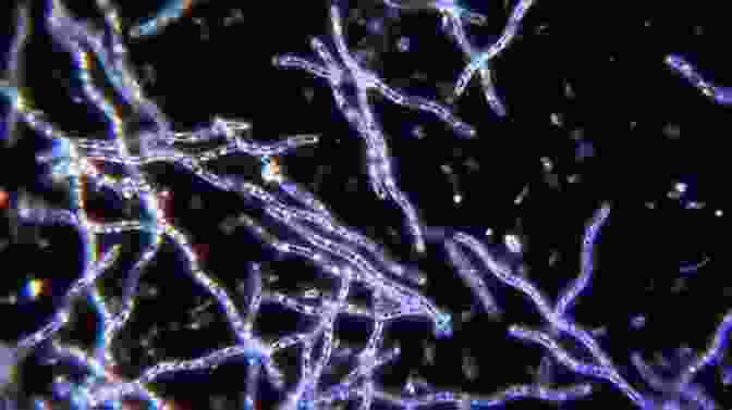 Darkfield Microscopy Image Of A Bacterium Contrast Techniques In Light Microscopy (Microscopy Handbooks 34)