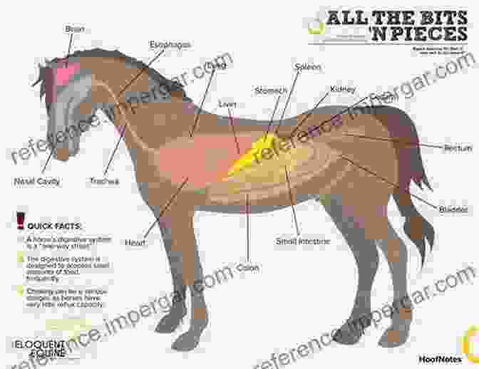 Detailed Diagram Of Horse Anatomy, Showcasing Musculoskeletal System, Digestive Tract, And Respiratory System Horse Health Matters: The Horse Owner S Guide To Equine Healthcare