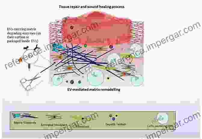 Extracellular Matrix Components Are Essential For Maintaining Tissue Structure And Function. Tumor Microenvironment: Extracellular Matrix Components Part A (Advances In Experimental Medicine And Biology 1245)