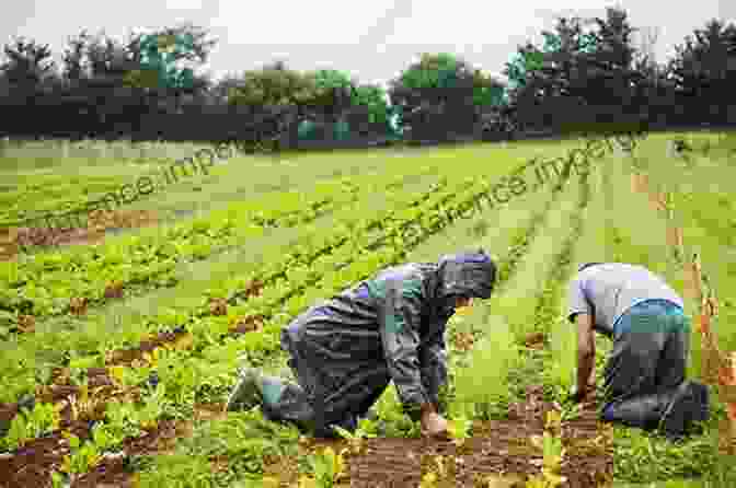 Farmer Tending To A Diverse Field Of Crops Crop Wild Relatives: A Manual Of In Situ Conservation (Issues In Agricultural Biodiversity)