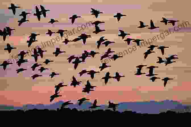 Flocks Of Geese In Flight At Sunset Adventures Among Birds (Collins Nature Library)