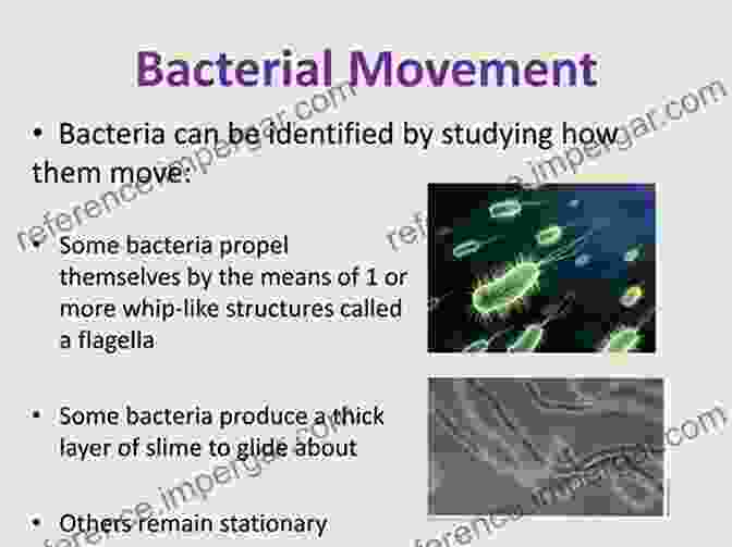 Gravity Directed Movement In Microorganisms Gravitational Biology I: Gravity Sensing And Graviorientation In Microorganisms And Plants (SpringerBriefs In Space Life Sciences 1)