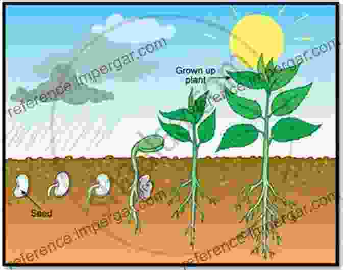 Gravity's Impact On Plant Resilience Gravitational Biology I: Gravity Sensing And Graviorientation In Microorganisms And Plants (SpringerBriefs In Space Life Sciences 1)