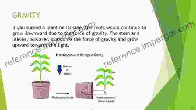 Gravity's Influence On Plant Morphology Gravitational Biology I: Gravity Sensing And Graviorientation In Microorganisms And Plants (SpringerBriefs In Space Life Sciences 1)