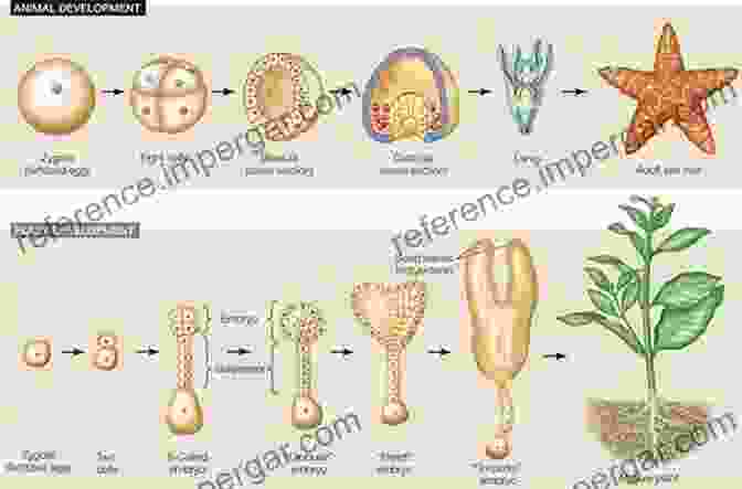 Image Depicting The Mesmerizing Process Of Morphogenesis, Showcasing The Formation Of Diverse Biological Structures. Morphogenesis Environmental Stress And Reverse Evolution