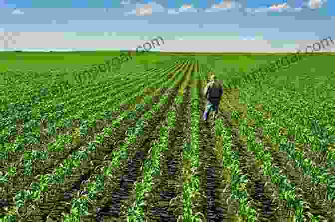 Image Of A Farmer Inspecting A Field Of Crops Advances In Conservation Agriculture Volume 1: Systems And Science (Burleigh Dodds In Agricultural Science 61)