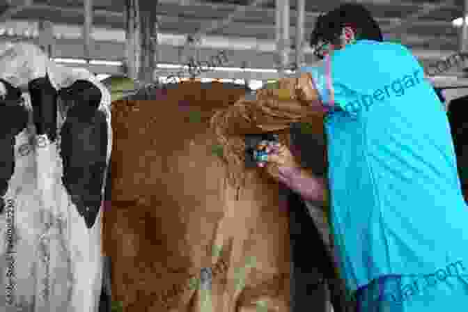 Image Of A Veterinarian Examining A Cow Advances In Conservation Agriculture Volume 1: Systems And Science (Burleigh Dodds In Agricultural Science 61)