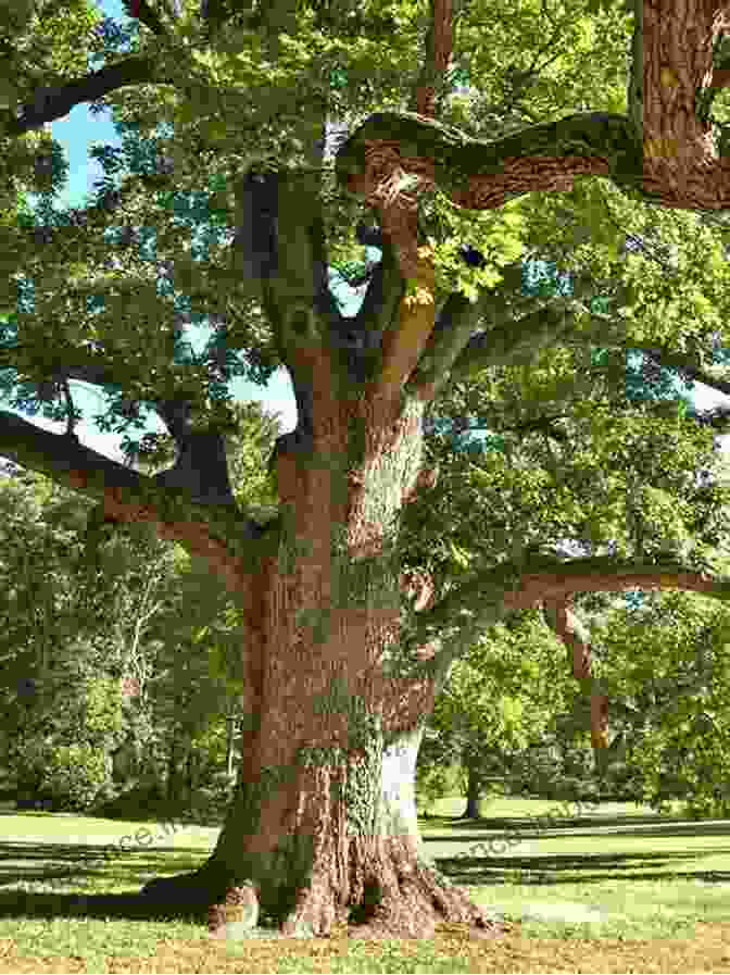 Majestic Oak Forest In The Eastern United States Managing Oak Forests In The Eastern United States