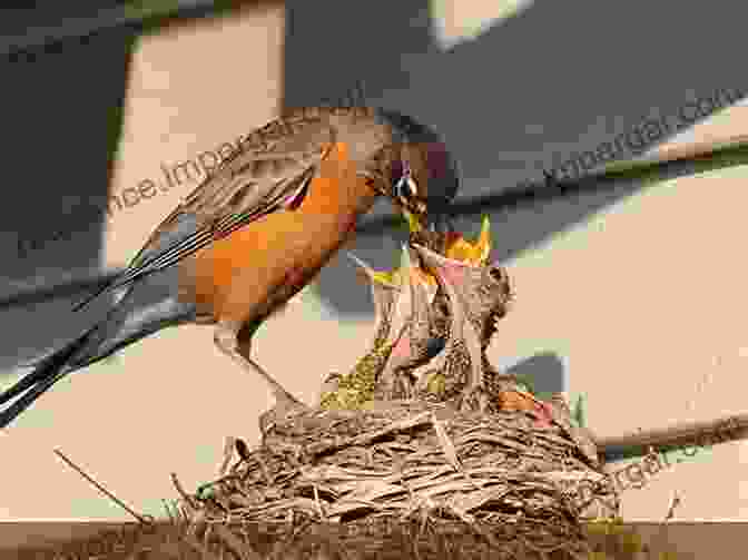 Mother Bird Feeding Her Chicks Adventures Among Birds (Collins Nature Library)