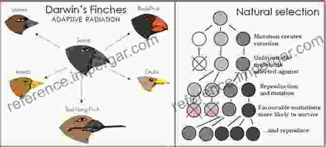 Natural Selection In Galapagos Finches The Theories Of Darwin And Their Relation To Philosophy Religion And Morality