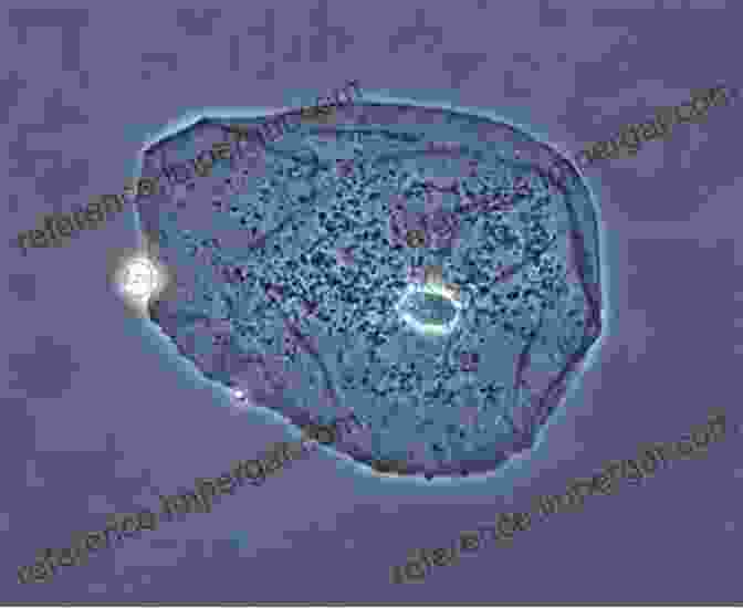 Phase Contrast Microscopy Image Of A Human Cell Contrast Techniques In Light Microscopy (Microscopy Handbooks 34)