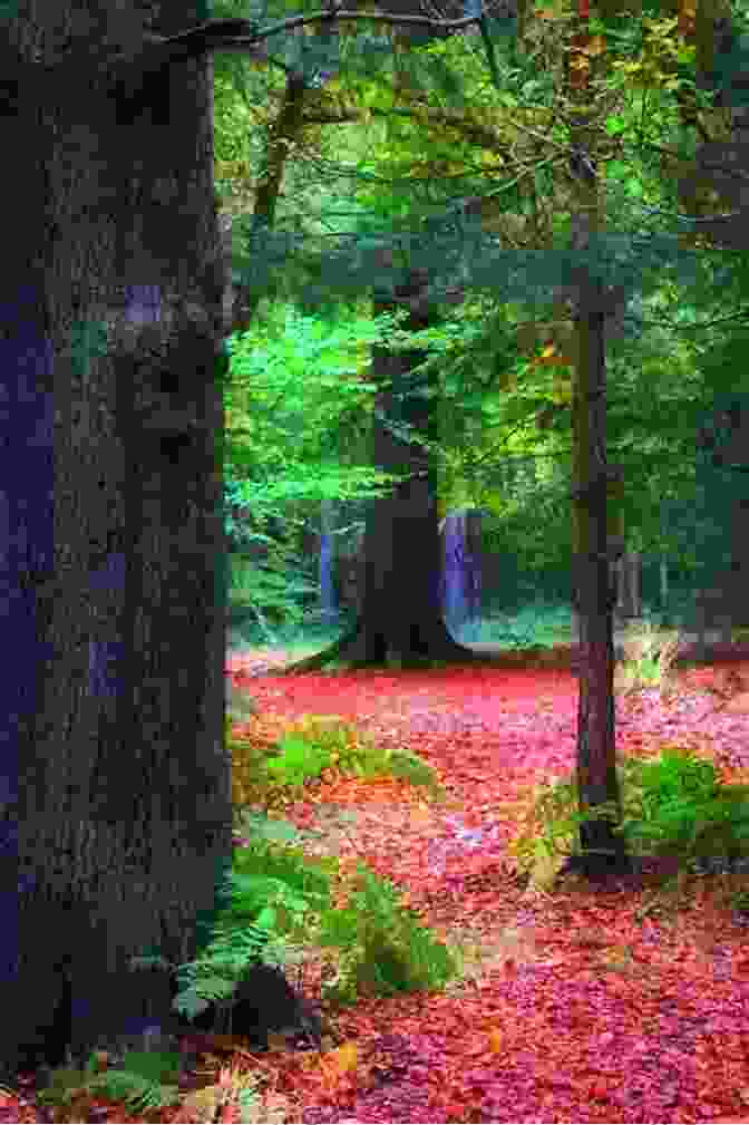 Photobook Cover Featuring A Vibrant Autumn Forest Landscape Photobook To Enjoy The Leaves 1: It S Not Just Flowers That Are Beautiful