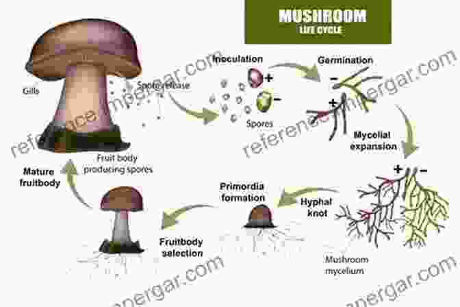 Scientists Studying Fungi For Their Potential In Developing Novel Medicines Advancing Frontiers In Mycology Mycotechnology: Basic And Applied Aspects Of Fungi