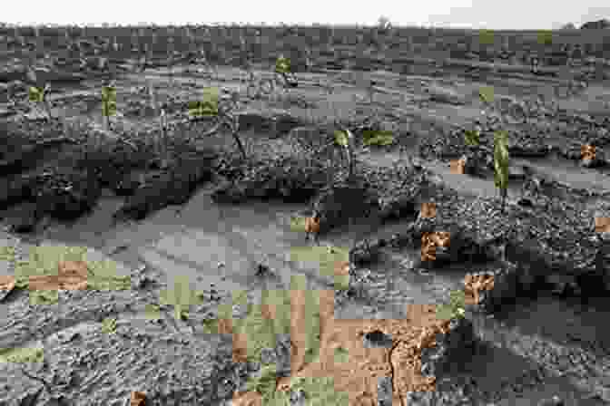 Soil Degradation Caused By Agriculture Assessing The Environmental Impact Of Agriculture (Burleigh Dodds In Agricultural Science 57)