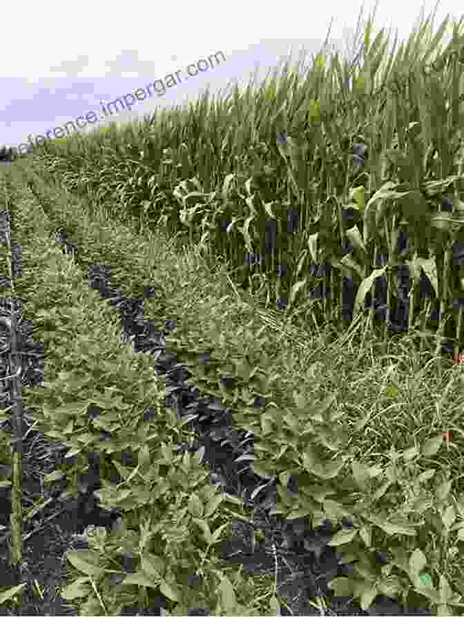 Soybean Crop Rotation With Corn Achieving Sustainable Cultivation Of Soybeans Volume 2: Diseases Pests Food And Other Uses (Burleigh Dodds In Agricultural Science 30)