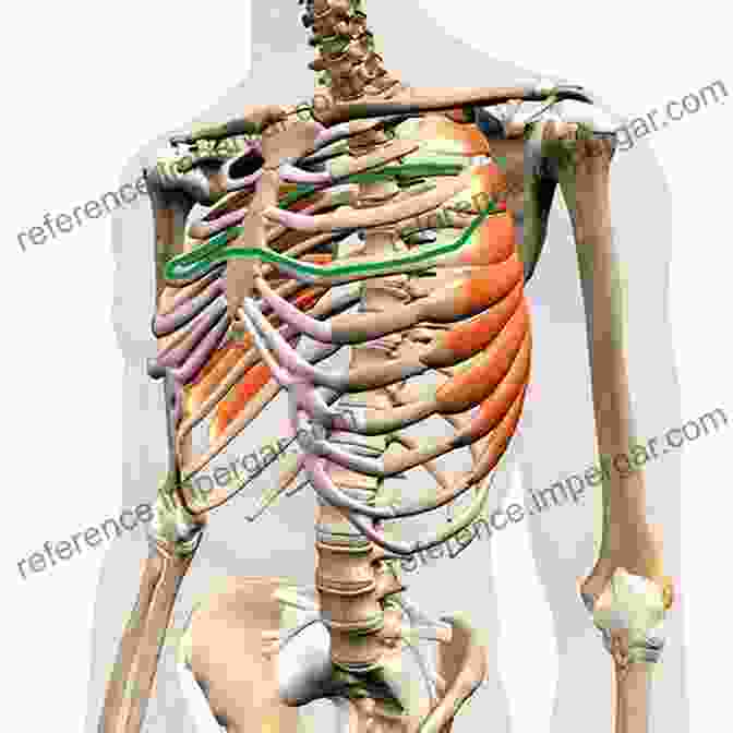 Thoracic Approach To The Thoracic Cavity Thoracic Surgery: Cervical Thoracic And Abdominal Approaches