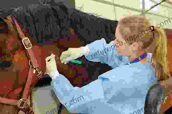 Veterinarian Administering Treatment To A Horse, Highlighting Various Treatment Methods Horse Health Matters: The Horse Owner S Guide To Equine Healthcare