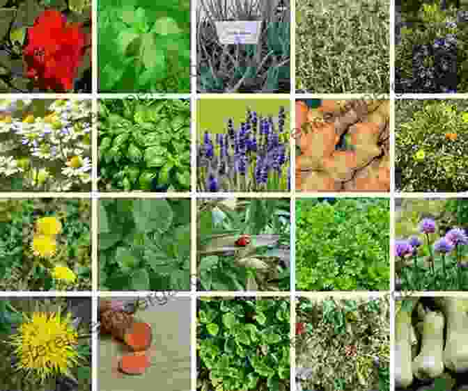 Vibrant And Lush Medicinal Herb Garden With Various Aromatic And Medicinal Plants Growing In Raised Beds Backyard Pharmacy: Growing Medicinal Plants In Your Own Yard