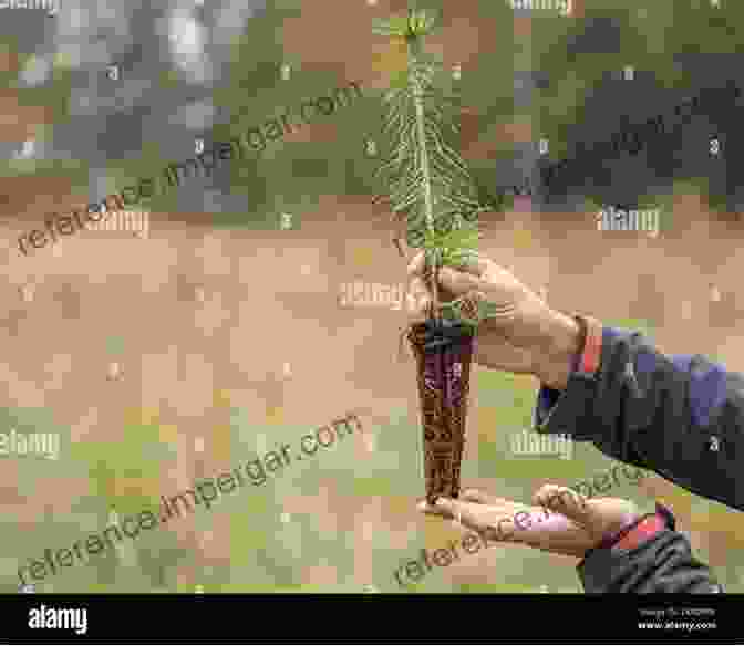 Young Saplings Reaching For The Sky In A Recovering Forest Forest Context And Policies In Portugal: Present And Future Challenges (World Forests 19)