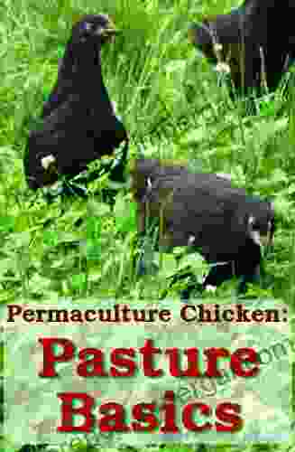 Pasture Basics: How To Keep The Grass Green And Your Chickens Happy (Permaculture Chicken 2)