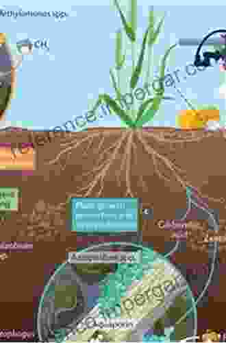 Rhizosphere Microbes: Soil And Plant Functions (Microorganisms For Sustainability 23)